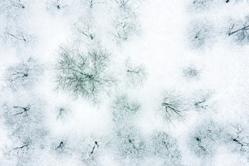 frosty bare trees covered with white snow after snowfall. apple orchard in winter. aerial view