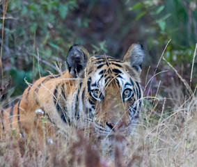 Wildlife of Kanha and Bhandhavgarh National Parks