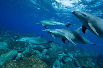 Obraz na płótnie Canvas dolphin in the sea 
