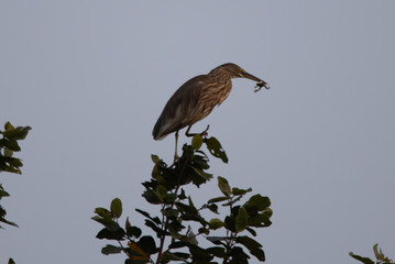 Wildlife of Kanha and Bhandhavgarh National Parks