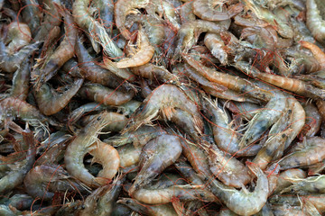 Fresh prawn meat