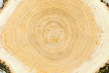 background texture wood slice close up top view