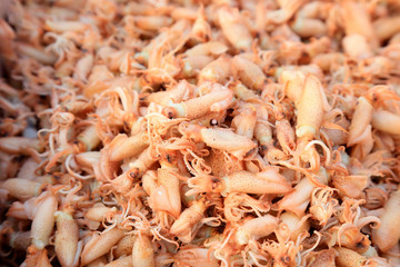 Dried cuttlefish in a market