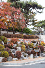 Colorful Red and Orange leaves, autumn season with traditional Korean wall on the background. Korea University, Seoul, South Korea