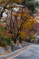 Colorful Red and Orange leaves, autumn season with road and path in Korea University, Seoul, South Korea