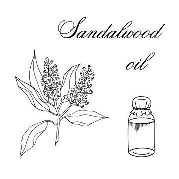 Sandalwood Sketch Images – Browse 266 Stock Photos, Vectors