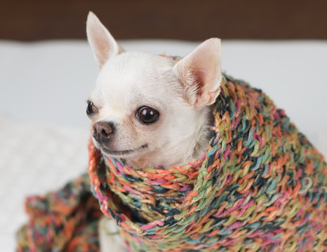 Close up image of white Chihuahua dog in cold day , cover with  scarf