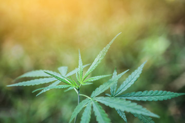 Growing cannabis tree in farm 