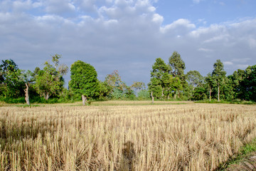 Fototapeta na wymiar Rice stubble in field from Thailand.