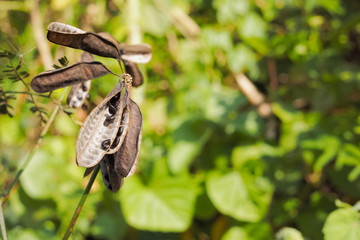 Close-up dry seed of Yellow Puff or Water Mimosa (Neptunia oleracea) or Sensitive Neptunia with green nature blurred background.