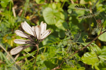 Close-up dry seed of Yellow Puff or Water Mimosa (Neptunia oleracea) or Sensitive Neptunia with green nature blurred background.