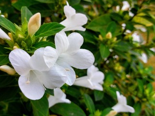 white flowers in garden | Barleria cristata alba White Bluebell Barleria or Phillipine Violet