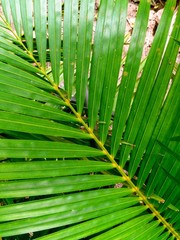 Areca palm leaf details | abstract golden cane Palm leaf green