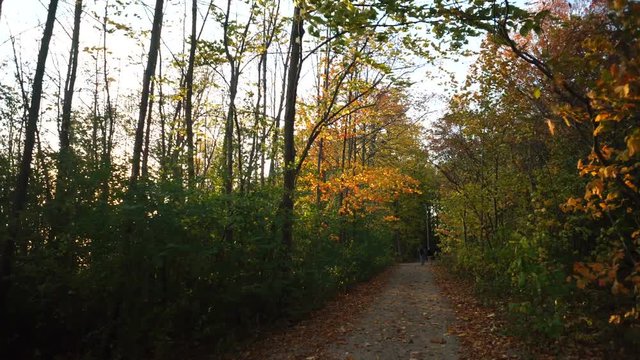Cinematic Steadicam Walk Through Cap St-Jacques Forest During Autumn