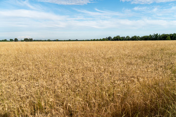 Dry winter wheat field crop with blue sky .