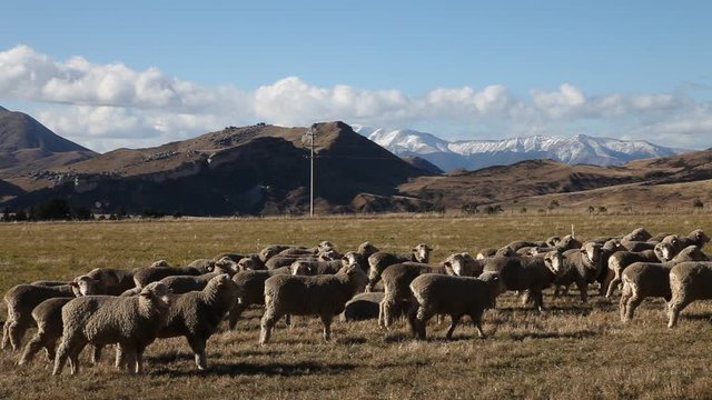 Sheep farm in Central Otago, New Zealand 