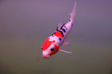 Fototapeta premium Koi swimming in water