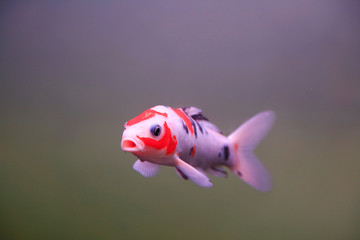 Koi swimming in water