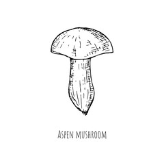 Hand-drawn isolated boletus mushroom. Vector cartoon illustration. 