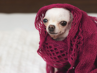 Close up image of white Chihuahua dog in cold day , cover with red scarf