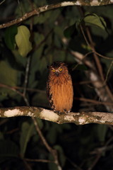 Buffy Fish Owl (Ketupa ketupu) in Borneo, Malaysia - マレーウオミミズク