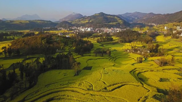 Aerial view drone flight above yellow rapeseed (canola) flower field in spring, Luoping, China