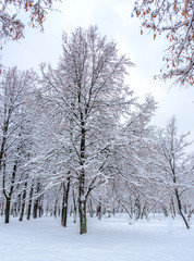 Fototapeta premium Snow-covered trees in the park
