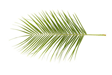 Fototapeta premium Tropical leaf on white background
