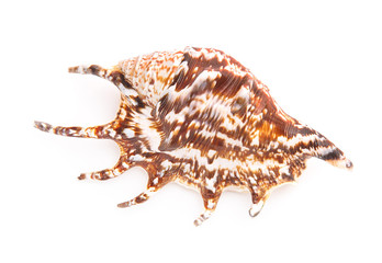 Sea shell on white background