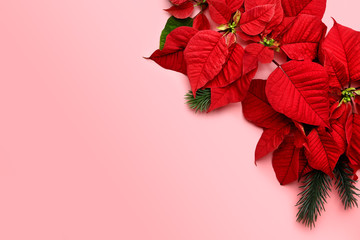Beautiful Christmas composition with poinsettia on color background