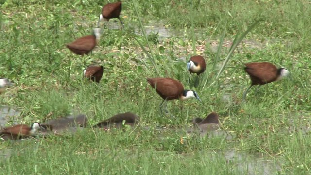 receeding water level in a swamp reveals catfish trying to get back to deep water.