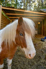 Obraz premium horse head of a little pony outside a stable