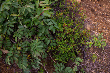 Japan, green, nature, garden, leaf, wallpaper, background, field, leaf, vegetable, green, office, environment, nature, growth, environmental problem, texture, fresh plant, organic, tropical, summer, g