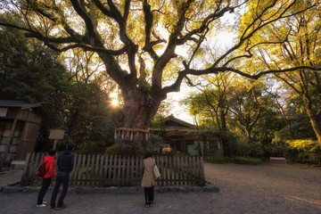 Fototapeta premium People sacred tree at Atsuta Jingu shrine, Nagoya