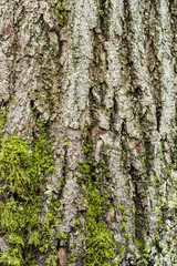 texture background of rough tree trunk surface with cracked bark and covered with green mosses