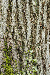texture background of rough tree trunk surface with cracked bark and covered with green mosses