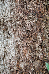 close up surface texture of cracked bark on tree trunk