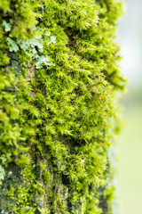 close up of fresh green mosses covered tree trunk 