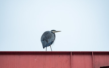 one great blue heron resting on top of red metal crane platform near the dock under overcast sky