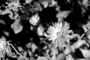 Calendula flower on a bright summer day in the garden closeup. Black and white. Monochrome natural background
