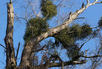 Trees with mistletoe and hollows