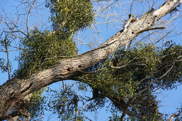 Trees with mistletoe and hollows