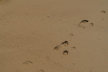 Footprints of a woman and a dog in the sand