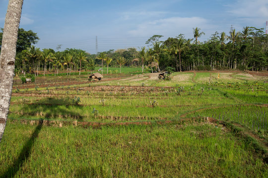 Small rice fields are still left in the middle of the city. Ungaran, Central Java, Indonesia.