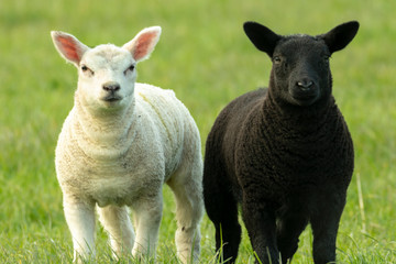 Black and white lambs side by side in field