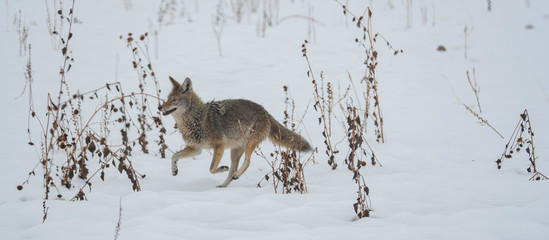 Coyote in snow at Antelope Island state park in Utah