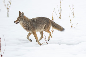 Coyote in snow at Antelope Island state park in Utah