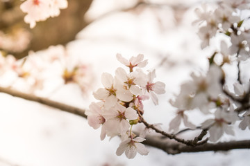 Sakura flower,Cherry Blossom, Japan national flower.bloom for just a couple of days in spring.