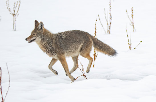 Coyote in snow at Antelope Island state park in Utah - Powered by Adobe