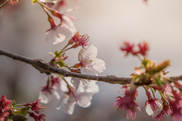 Sakura flower,Cherry Blossom, Japan national flower.bloom for just a couple of days in spring.